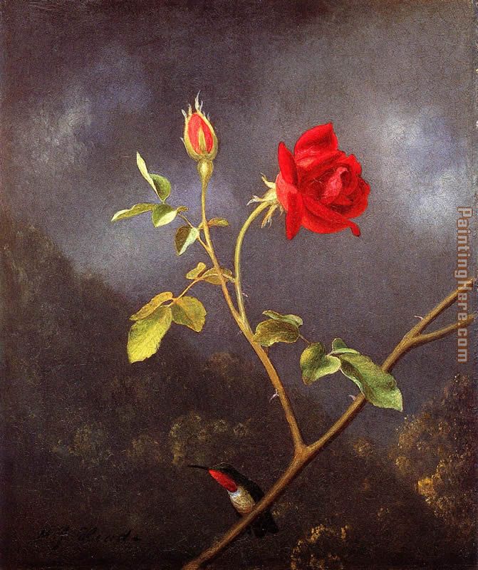 Red Rose with Ruby Throat painting - Martin Johnson Heade Red Rose with Ruby Throat art painting